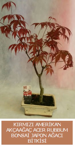 Amerikan ak�aa�a� Acer Rubrum bonsai  G�lba�� �i�ek�i telefonlar� 