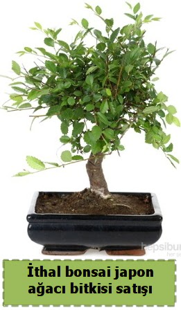 thal bonsai saks iei Japon aac sat  Ankaradaki iekiler Glba cicek , cicekci 