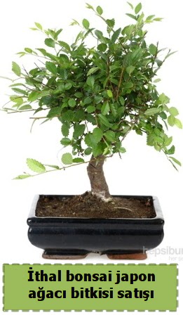 �thal bonsai saks� �i�e�i Japon a�ac� sat���  Ankaradaki �i�ek�iler G�lba�� cicek , cicekci 