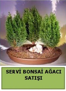 BONSA� 3 L� SERV� BONSA� A�ACI  G�lba�� anneler g�n� �i�ek yolla 