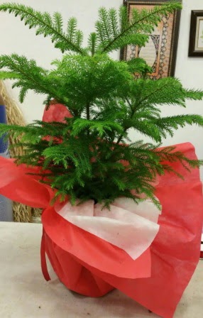 Salon �am� Araucaria Heterophylla bitkisi  Ankaradaki �i�ek�iler G�lba�� cicek , cicekci 
