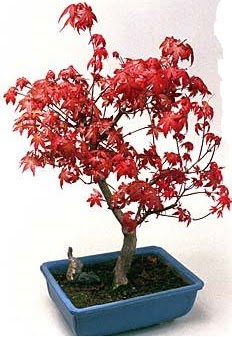Amerikan akaaa bonsai bitkisi  Ankara Glba ieki uluslararas iek gnderme 
