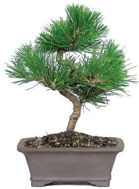 am aac bonsai japon aac bitkisi  Ankara Glba 14 ubat sevgililer gn iek 