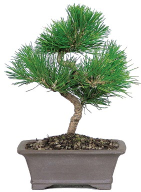 �am a�ac� bonsai japon a�ac� bitkisi  Ankara G�lba�� 14 �ubat sevgililer g�n� �i�ek 