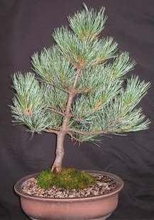 Bonsai �am a�ac� japon a�ac� bitkisi  G�lba�� �i�ek�i g�venli kaliteli h�zl� �i�ek 
