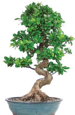Yaklak 70 cm yksekliinde ithal bonsai  Glba anneler gn iek yolla 