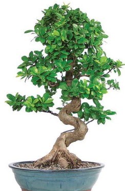 Yakla��k 70 cm y�ksekli�inde ithal bonsai  G�lba�� anneler g�n� �i�ek yolla 