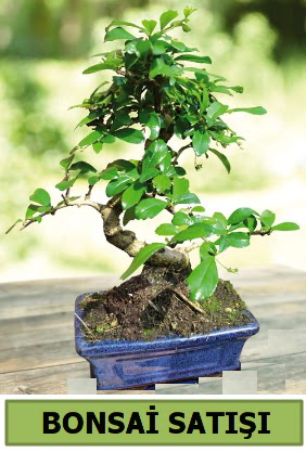 �am bonsai japon a�ac� sat���  Ankara G�lba�� hediye sevgilime hediye �i�ek 