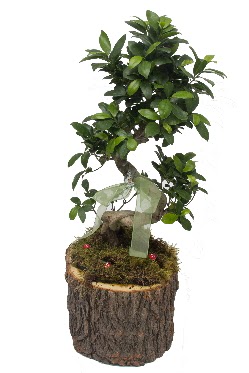 Doal ktkte bonsai saks bitkisi  Ankaradaki iekiler Glba cicek , cicekci 