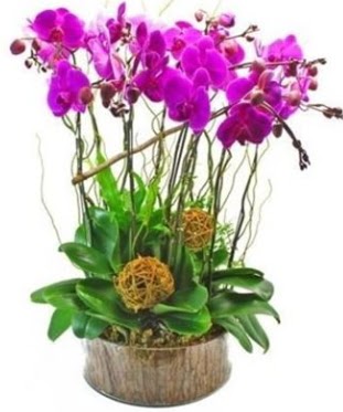 Ahap ktkte lila mor orkide 8 li  Glba iek siparii yurtii ve yurtd iek siparii 