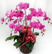 Sepet ierisinde 5 dall lila orkide  Glba ankara iek servisi , ieki adresleri 