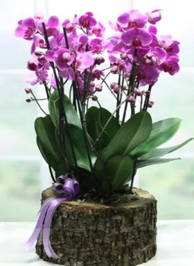 Ktk ierisinde 6 dall mor orkide  Glba ankara iek servisi , ieki adresleri 