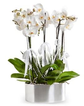 Be dall metal saksda beyaz orkide  Ankara Glba ieki uluslararas iek gnderme 