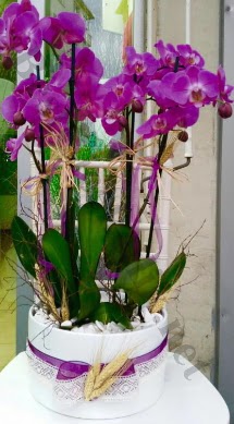 Seramik vazoda 4 dall mor lila orkide  Glba ankara iek gnderme sitemiz gvenlidir 
