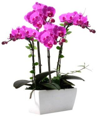 Seramik vazo ierisinde 4 dall mor orkide  Ankara Glba hediye sevgilime hediye iek 