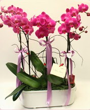 Beyaz seramik ierisinde 4 dall orkide  Glba ankara iek servisi , ieki adresleri 