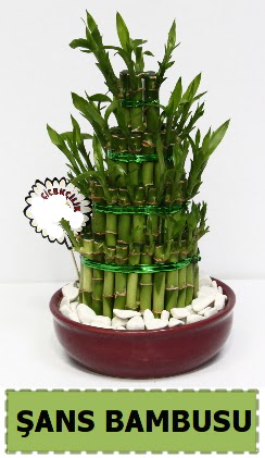 ans piramit bambu saks bitkisi  Ankara Glba hediye sevgilime hediye iek 