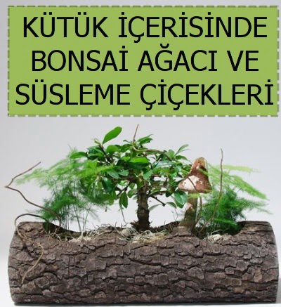 K�t�k i�erisinde bonsai japon a�a� bitkisi  Ankara G�lba�� hediye sevgilime hediye �i�ek 