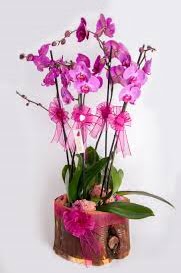 4 dall ktk ierisibde mor orkide  Ankara Glba hediye sevgilime hediye iek 