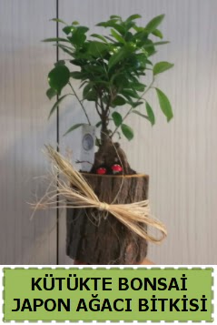 K�t�k i�erisinde do�al bonsai a�ac�  G�lba�� anneler g�n� �i�ek yolla 