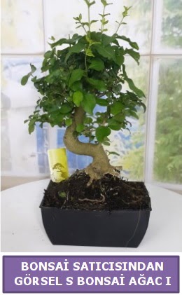 S dal eğriliği bonsai japon ağacı  Ankara Gölbaşı hediye sevgilime hediye çiçek 