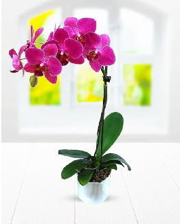 Tek dall mor orkide  Ankara Glba hediye sevgilime hediye iek 