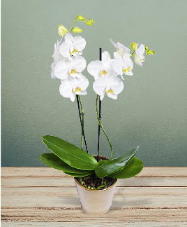 ift dall beyaz orkide sper kalite  Ankara Glba 14 ubat sevgililer gn iek 