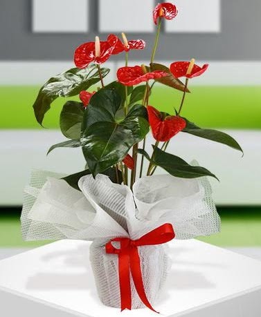 Antorium saks� bitkisi ithal kalite  ankara G�lba�� �i�ek ma�azas� , �i�ek�i adresleri 