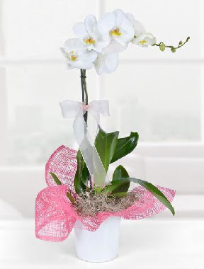 Tek dallı beyaz orkide seramik saksıda  Ankara Gölbaşı 14 şubat sevgililer günü çiçek  