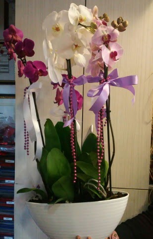 Mor ve beyaz ve pembe 6 dall orkide  Glba ankara iek servisi , ieki adresleri 