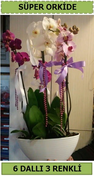 6 dall 3 renk zel vazoda orkide iei  Ankara Glba hediye sevgilime hediye iek 