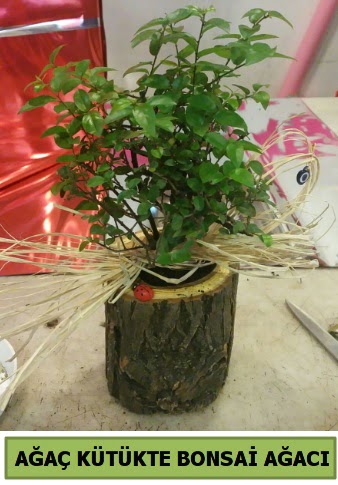 Do�al a�a� k�t�k i�erisinde bonsai a�ac�  G�lba�� �i�ek g�nder cicekciler , cicek siparisi 