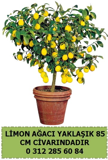 Limon a�ac� bitkisi  Ankara G�lba�� hediye sevgilime hediye �i�ek 