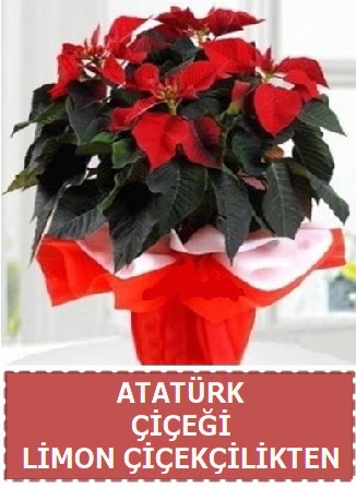 Atat�rk �i�e�i saks� bitkisi  Ankara G�lba�� hediye sevgilime hediye �i�ek 