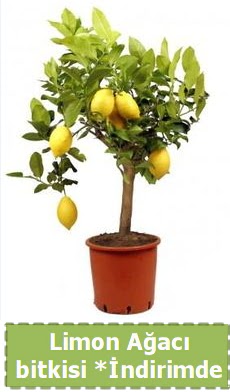 Limon aac bitkisi Ev iin limon bitkisi  Glba iek online iek siparii 