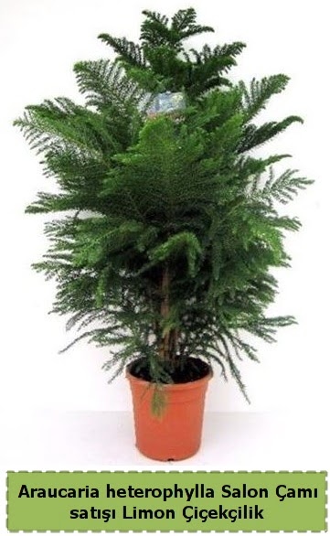 Salon �am� Sat��� Araucaria heterophylla  Ankara G�lba�� hediye sevgilime hediye �i�ek 
