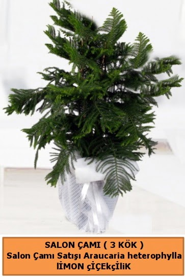Araucaria heterophylla Salon �am�  ankara G�lba�� �i�ek ma�azas� , �i�ek�i adresleri 