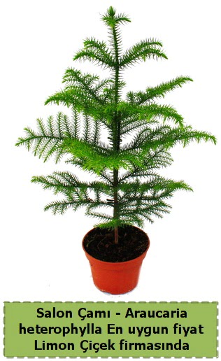 Araucaria heterophylla Salon �am� tek dall�  Ankara G�lba�� hediye sevgilime hediye �i�ek 