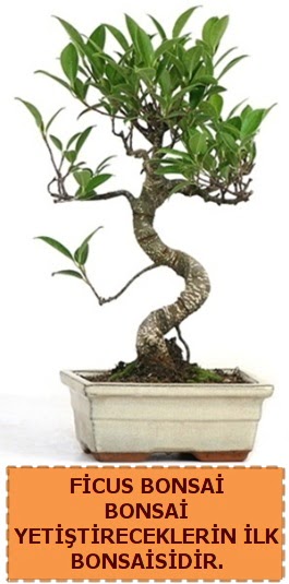 Ficus bonsai 15 ile 25 cm aras�ndad�r  Ankara G�lba�� �i�ek�i uluslararas� �i�ek g�nderme 