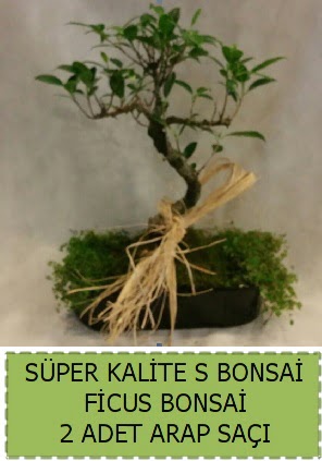 Ficus S Bonsai ve arap sa��  G�lba�� anneler g�n� �i�ek yolla 