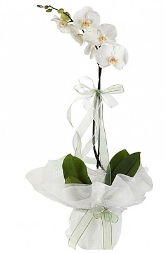 Tekli Beyaz Orkide  ankara Glba iek maazas , ieki adresleri 