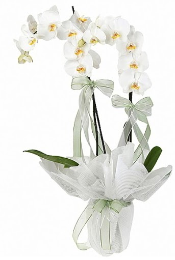 ift Dall Beyaz Orkide  Glbana iek , ieki , iekilik 