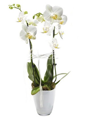 2 dall beyaz seramik beyaz orkide sakss  Glba iek gnder cicekciler , cicek siparisi 