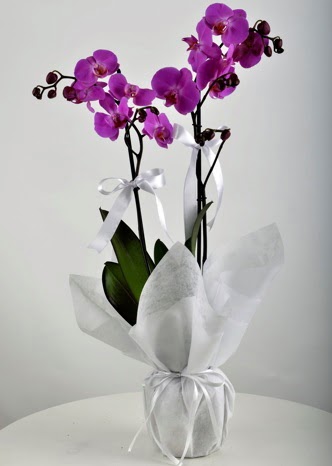 ift dall saksda mor orkide iei  Ankara ieki Glba nternetten iek siparii 