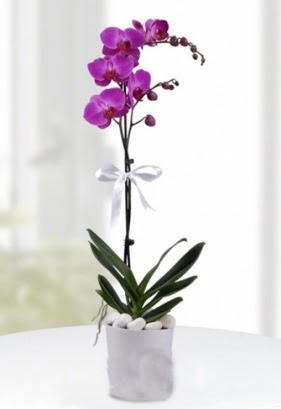Tek dall saksda mor orkide iei  Glba iek yolla online ieki , iek siparii 