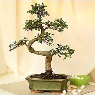 Shape S bonsai  Ankaradaki iekiler Glba cicek , cicekci 