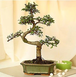 Shape S bonsai  Ankaradaki �i�ek�iler G�lba�� cicek , cicekci 