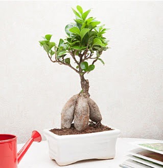 Exotic Ficus Bonsai ginseng  ieki Glba ieki maazas 
