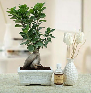 Ginseng ficus bonsai  Glba iek yolla online ieki , iek siparii 