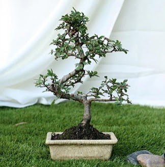 Fashionable Ulmus S Shape Bonsai �thal  Ankara G�lba�� internetten �i�ek sipari�i 